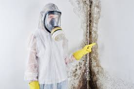 Best Water Damage & Mold Remediation  in New Knoxville, OH